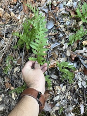 Polypodium calirhiza
