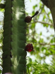 Stenocereus standleyi