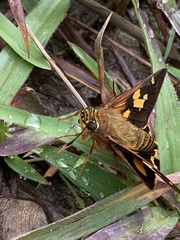Trapezites symmomus