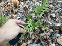 Polypodium calirhiza