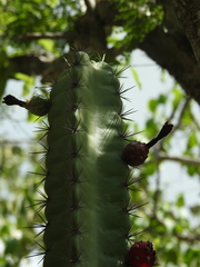 Stenocereus standleyi