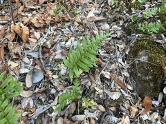 Polypodium calirhiza