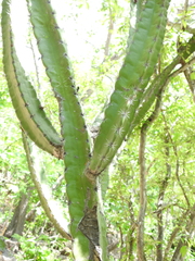 Stenocereus standleyi