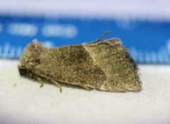 Plagiomimicus spumosum