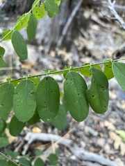 Robinia neomexicana