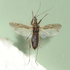 Nabis roseipennis