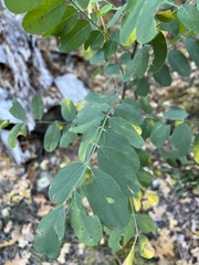 Robinia neomexicana