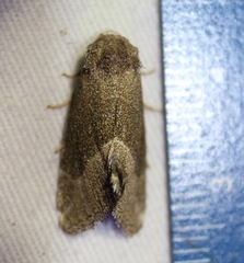 Plagiomimicus spumosum