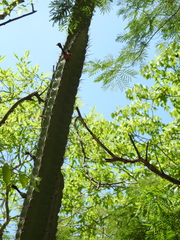 Stenocereus standleyi