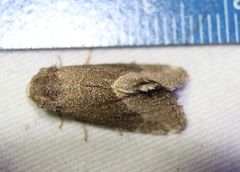 Plagiomimicus spumosum