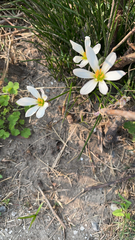 Zephyranthes candida