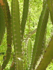 Stenocereus standleyi