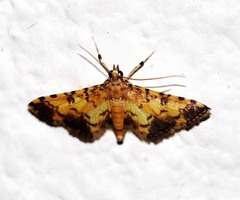 Lamprosema biformis