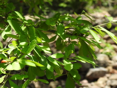 Malpighia emarginata