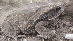 Incilius mazatlanensis