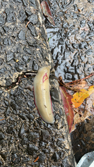 Triboniophorus graeffei