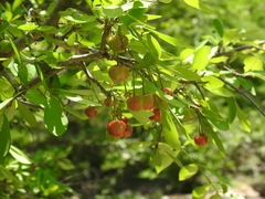 Malpighia emarginata