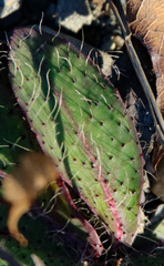 Pilosella officinarum