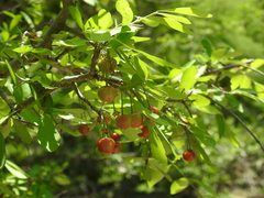 Malpighia emarginata