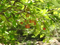 Malpighia emarginata
