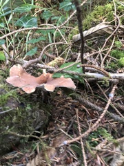 Cerioporus leptocephalus