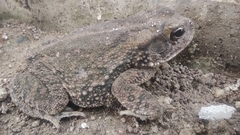 Incilius mazatlanensis