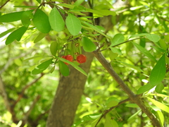 Malpighia emarginata