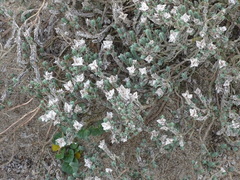 Crucianella maritima