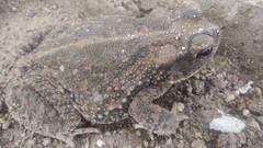 Incilius mazatlanensis