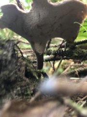 Cerioporus leptocephalus