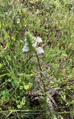 Bellardia trixago