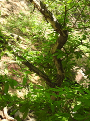 Malpighia emarginata