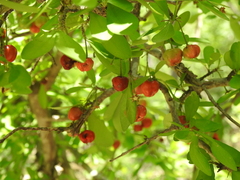 Malpighia emarginata
