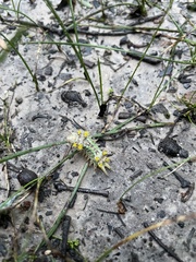 Doratifera oxleyi