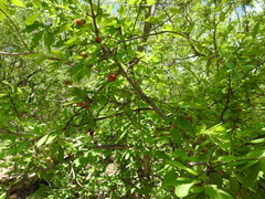 Malpighia emarginata