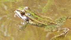 Pelophylax lessonae