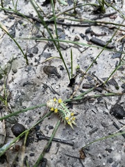 Doratifera oxleyi