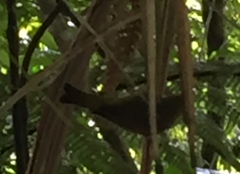 Zosterops lateralis lateralis