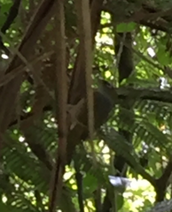 Zosterops lateralis lateralis