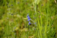 Salvia reptans