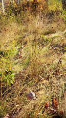 Rhynchospora capitellata