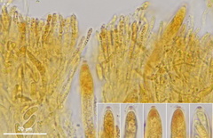 Phaeohelotium carneum