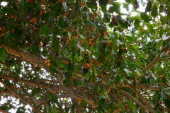 Ficus benjamina