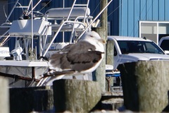 Larus marinus