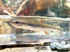 Notropis lutipinnis