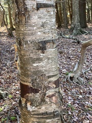 Betula alleghaniensis