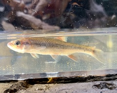 Notropis lutipinnis
