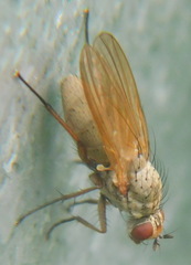 Muscoidea