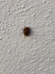 Chelymorpha pubescens