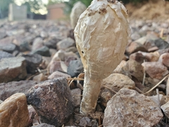 Podaxis pistillaris